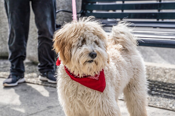 Labradoodle Puppy Dog in a Red Scarf