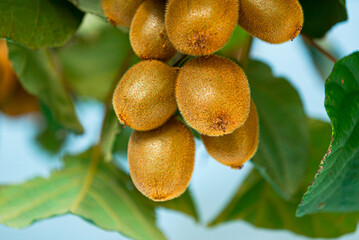 Growing Kiwi Fruits on Branch