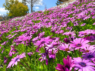 Obraz premium Blooming Cape Marguerite African daisy purple flowers on green background. Purple daisy