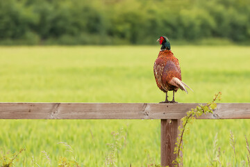Pretty pheasant perched on a wooden fence - 422872038