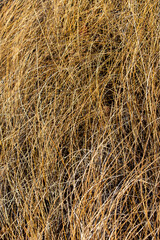 close up of hay 