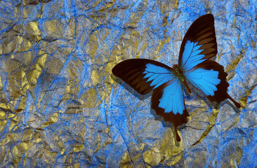 Ulysses butterfly on bright shining background. gold blue texture background. golden crumpled paper.