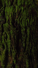 Moss tree