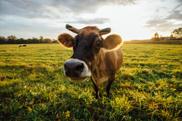 Cows on green meadow. Cow muzzle, close up, selective focus