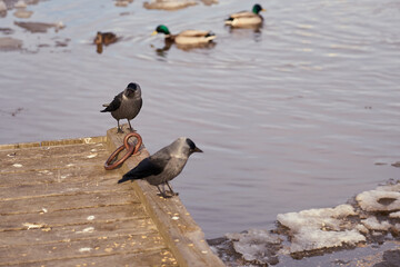 Jackdaws on a wooden pier with ducks in the water in the background.