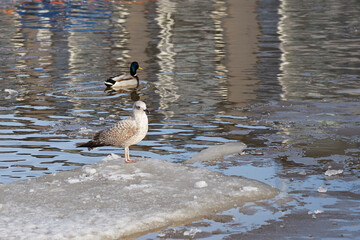 Seagull on the ice on the river in the spring.