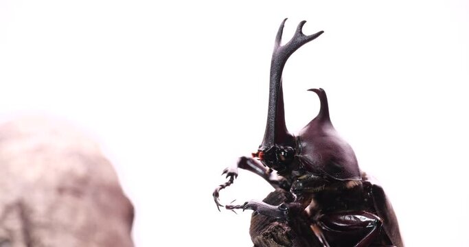 カブトムシを白背景でターンさせた動画
