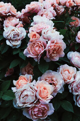 Pink garden roses blooming in the summer