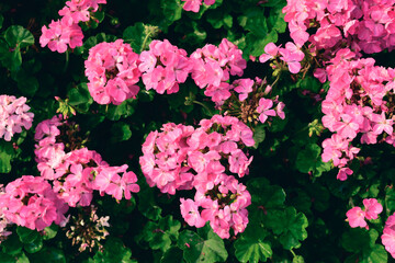Pink geranium flower blossom in a garden, Spring season, Nature background