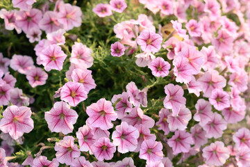 Pink petunia flower blossom in spring season, Decoration flower in a garden, Nature background