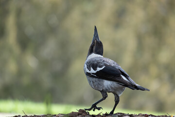 A juvenile magpie looks up to the sky