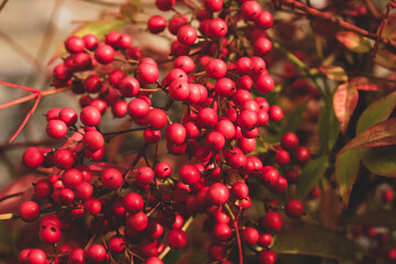 red berries on a branch