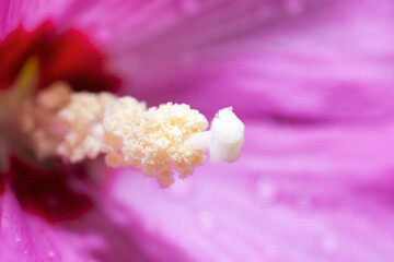 Obraz na płótnie Canvas close up of pink flower stigma