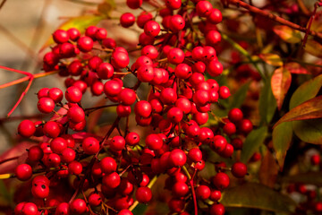 red berries on a branch