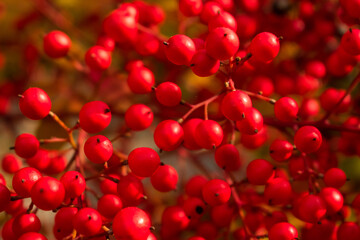 red cherries in the garden