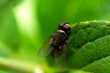 fly on leaf