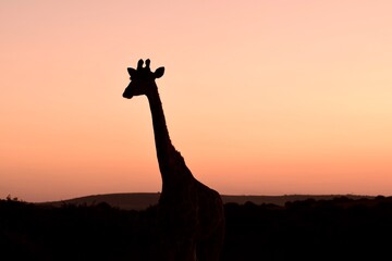 Giraffe in Africa