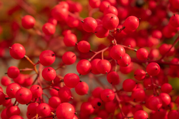 red berries of a cherry