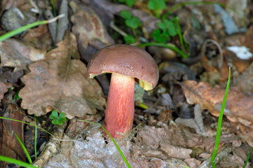 コガネヤマドリ（北海道・知床）
