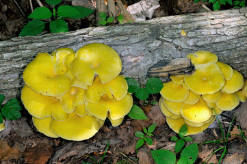 群生するタモギタケ（北海道・知床）
