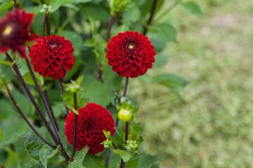 Red Dahlia Flower in Garden