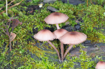 チシオタケ（北海道・知床）
