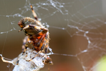 giant spider on a web
