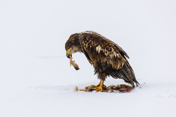 Sea eagle with caught fish. White-tailed eagle, Haliaeetus albicilla, tears killed pike, Esox lucius, on frozen lake. Majestic bird hunting. Wildlife from winter nature. The largest eagle in Europe.