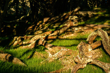Fototapeta na wymiar Koa Tree Wood Forest Hawaii Acacia on Mauna Kea Maunakea 
