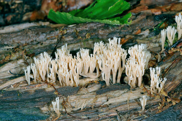 ヒメホウキタケ（北海道・知床）
