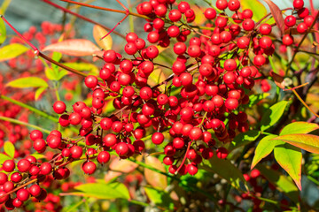 red berries of a currant