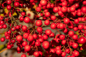 red cherries on a tree