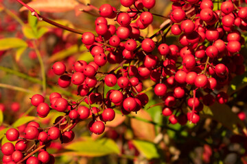 red berries on a branch
