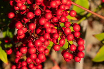 red berries on a branch