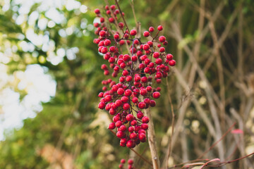 red and yellow flowers