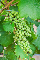 Pinot Noir grapes with close up view in vineyard