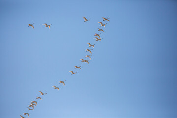 Tundra Swan (Cygnus columbianus) migrating with a blue sky and copy space
