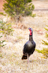 Wild Wisconsin eastern turkeys (meleagris gallopavo) in spring