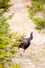Wild Wisconsin eastern jake turkey (meleagris gallopavo) by pine trees in spring