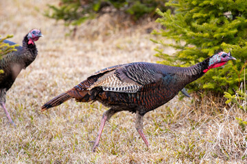 Wild Wisconsin eastern turkeys (meleagris gallopavo) in spring by pine trees