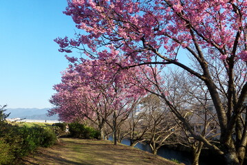 土手に咲くピンクの桜
