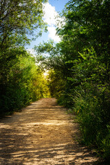 Caminito oscuro en el bosque con cielo celeste y nubes