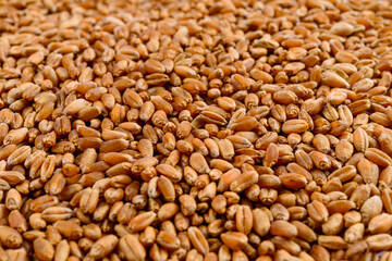 Frame full of wheat in grain. Selective focus.