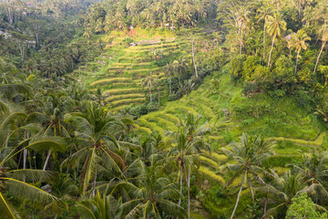 Fototapeta na wymiar The famous Tegallalang Rice Terraces near Ubud in Bali, Indonesia.