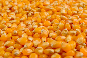 Full frame of corn cereal. Selective focus.