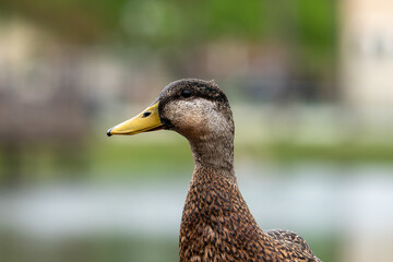 Duck2