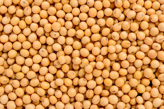 Full frame of soybean. Selective focus.