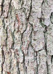 Pine tree bark Close Up Background