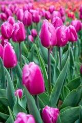 꽃밭에서 아름답게 활짝 핀 튤립