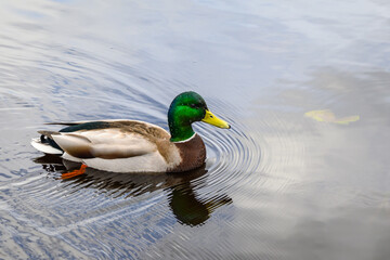 Fototapeta premium Mallard duck swimming on a peaceful lake with reflection of blue sky and white clouds 